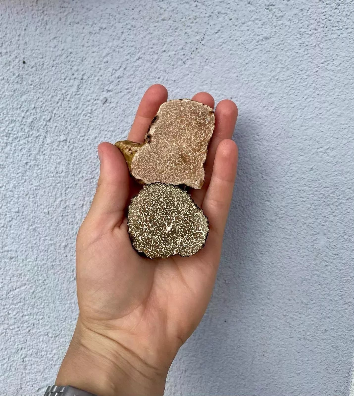 tartufi a colori